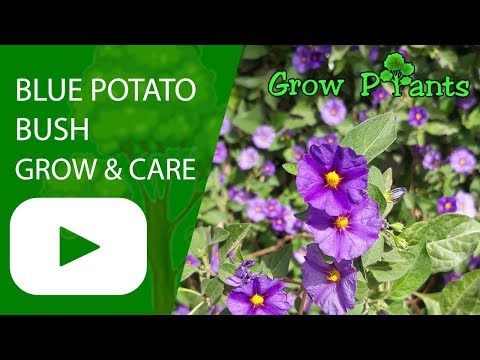 Blue potato bush - grow & care (Flowering hedge plant)