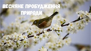 картинка: Весняне пробудження природи 🌸Розповідь про три весняні місяці