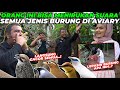 AJAIB..! ORANG INI BISA MENIRUKAN SUARA BURUNG DENGAN SEMPURNA. JALAK BALI LANGSUNG SIAP KAWIN..?