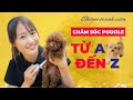 Hướng dẫn nuôi chó Poodle từ A đến Z - Nuôi chó Poodle có tốn kém không? Nuôi chó Poodle cho ăn gì?