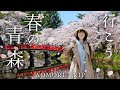 Voyage  aomori la ville qui possde le plus beau printemps du japon