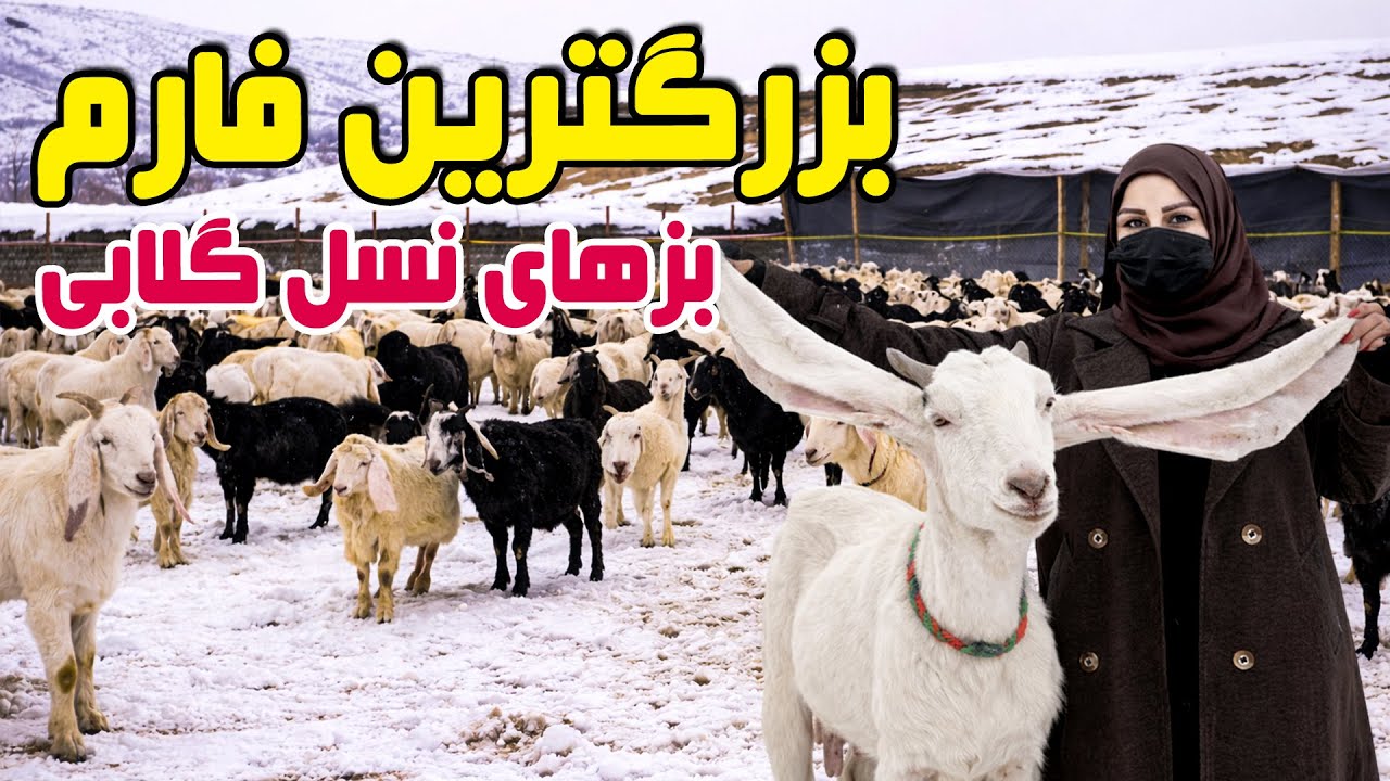 بزرگترین فارم بزهای نسل گلابی در گزارش فرشته عظیمی