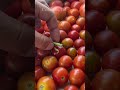 Богомол и помидоры... Mantis and tomatoes...