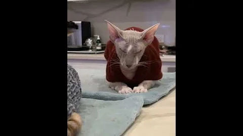 Video 2709281: oriental shorthair cats peterbald