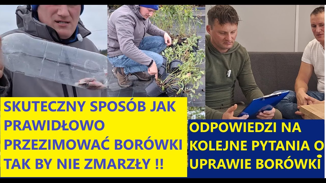 Jak Przechować Krzewy Borówki Przez Zimę Aby Nie Przemarzły SPOSÓB NA GRYZONIE i Nie TYLKO !!