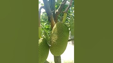 Vườn mít của anh Chuyển tại An Giang phục hồi cây xì mủ thành công nhờ phân bón hiệu Con Lười F35