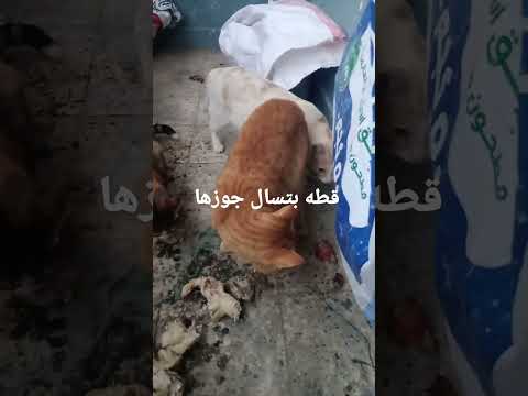 قطه بتسال جوزها الاكل حلو