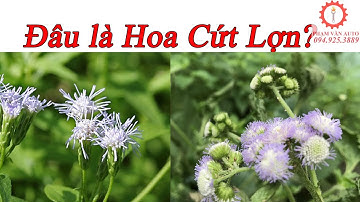 Hướng Dẫn Cách Nhận Biết Cây Hoa C.ứt Lợn Và Cỏ Lào | Phạm Văn auto