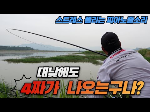 소름돋는 피아노줄 소리내며 나오는 대낮 4짜