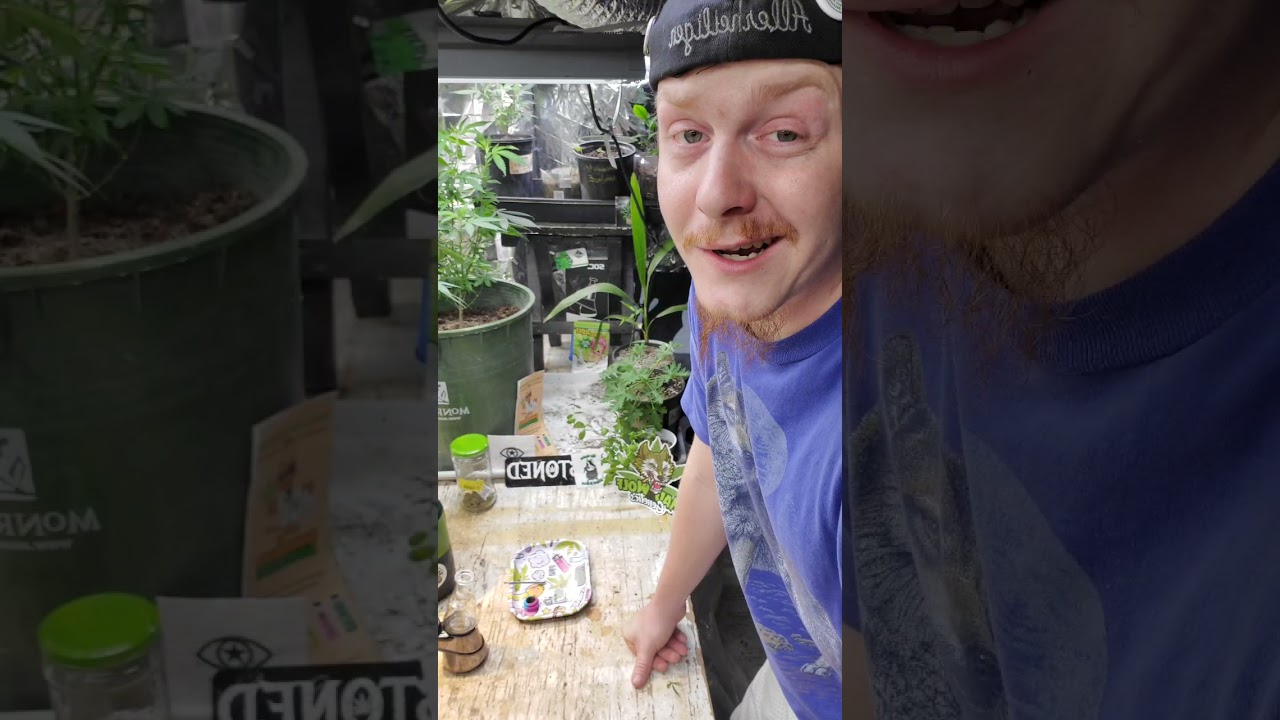 Western Co Home GrownStrain Review: Mac Dawg (shatter) Made by Emerald Extracts out of California.