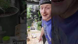 Western Co Home GrownStrain Review: Mac Dawg (shatter) Made by Emerald Extracts out of California.
