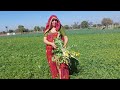 Hamari organic muli kitani badi ho gai  village life rv and family