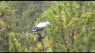 Clark's Nutcracker - Banff