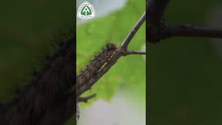 Animals and Insects on the Appalachian Trail