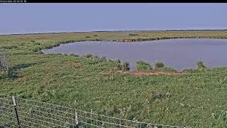 Attwater Prairie Chicken NWR Live Stream