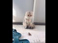 網戸閉めちゃってごめんよ。びっくりしたもので