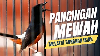 MURAI BATU GACOR FULL ISIAN TEMBAKAN KASAR MEWAH SANGAT AMPUH UNTUK MELATIH MURAI BATU BONGKAR ISIAN