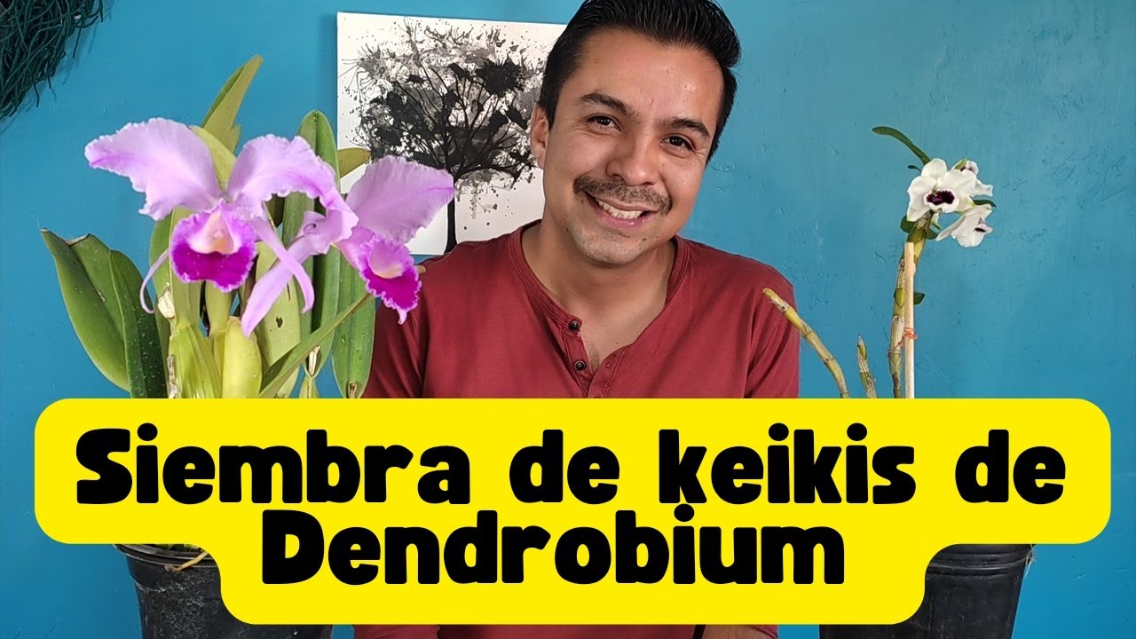 Siembra de keikis (hijos) de Dendrobium Nobile. #orchids