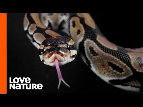 Why Do Snakes Flick Their Tongues?
