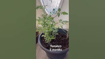 Tomato’s 5 Months | Monika Szucs BCIT