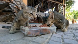 Two this kitten so hungry, feed stray kitten at the morning