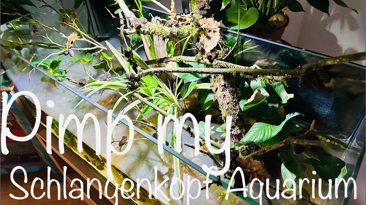 Aquarium Schlangenköpfe pimpen #aquarium #aquaristik #aquascape