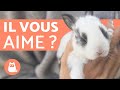 Comment savoir si mon lapin maime   5 signes rvlateurs 