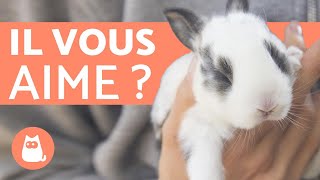 Comment savoir si mon lapin m'aime ? - 5 signes révélateurs !