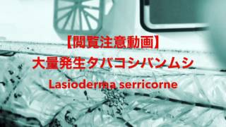 【閲覧注意】大量発生タバコシバンムシ Lasioderma serricorne