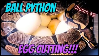 Secrets revealed: Ball python Egg Cutting clutch number 2 by robbies talking ts 160 views 4 days ago 16 minutes