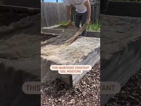 My number one carrot growing tip! 🥕 #shorts #carrot #garden #gardening #tips #howto #plants