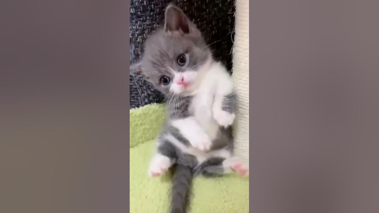 Пісня про миколая ніночка козій мінус