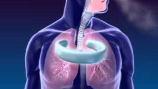 Respiration 3D Medical Animation