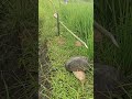Repelente de pássaros de martelo de água de bambu