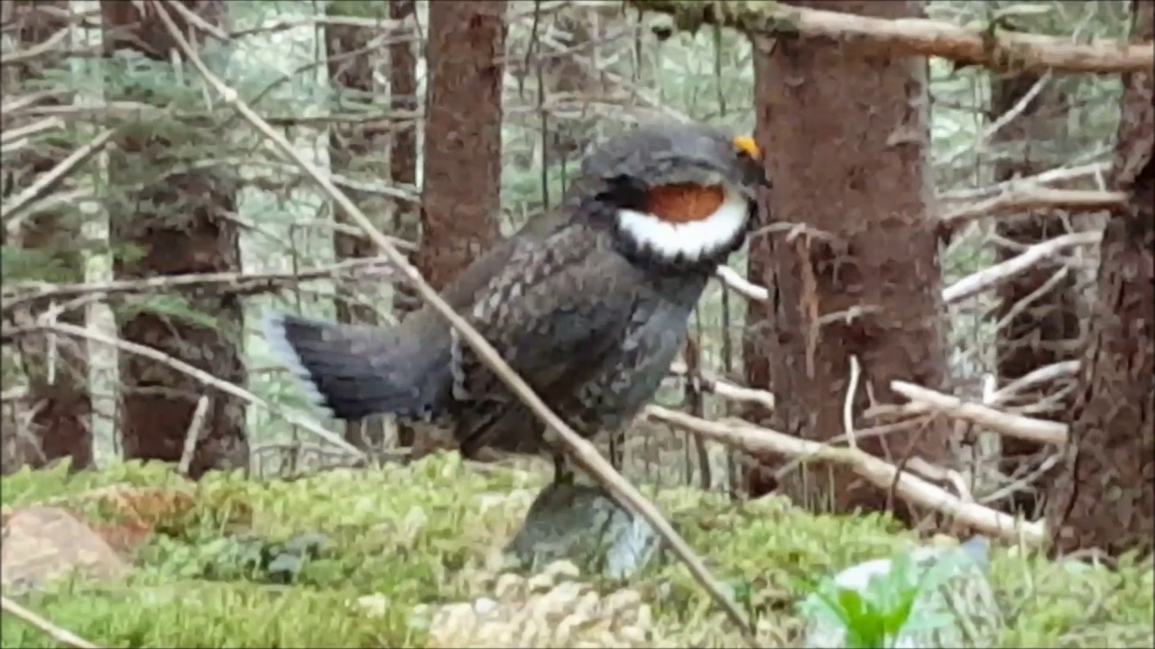 Grouse Identification Michigan Sportsman Online Michigan Hunting