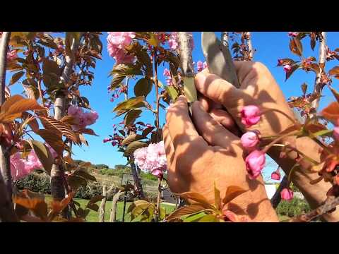 Video: Flores De Cerezo De Aves Para Una Ola De Frío