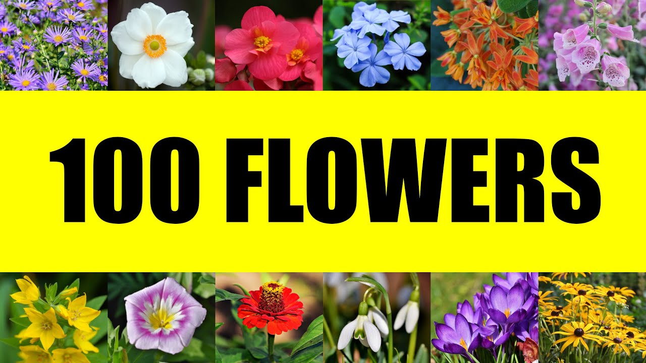 Names of 100 types of flowers Beautiful flowers around the world