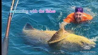 landing a record Goliath grouper then swimming with it by the gold adventurer 173 views 1 year ago 8 minutes, 2 seconds