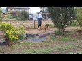 ヤクルトレディにまとわりつく子犬