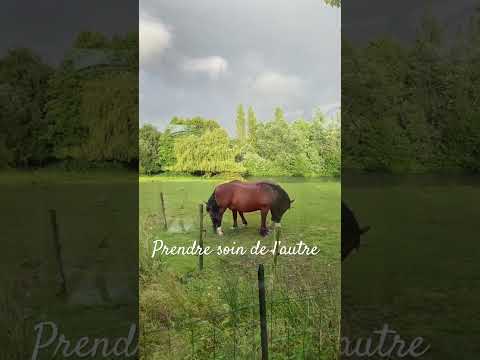 Séance de #grooming dans la belle lumière normande