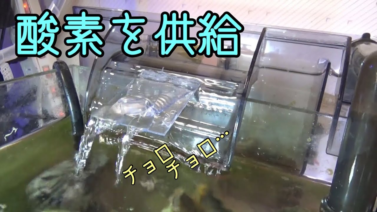 海水小型水槽 Gex スリムフィルターに少し手を加えて酸素を強制供給してみた Youtube