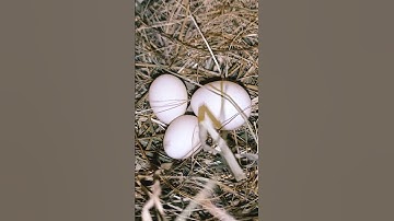 eggs of new pair #birds #java #eggs #viral #shorts #baby
