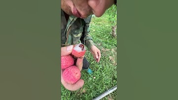 Cắn vải ngập răng là có thật các bác ạ   #kythuatcaytrong #thuocbvtv #shortsvideo #vaithieulucngan