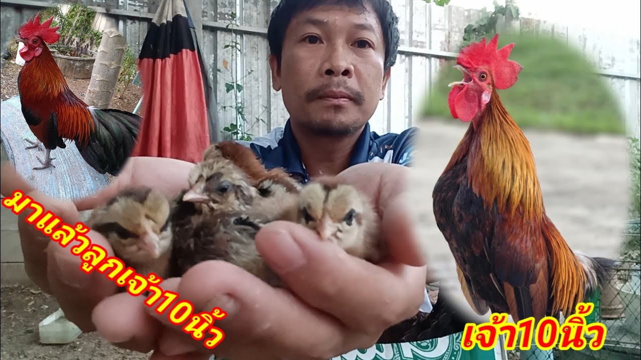 ออกมาแล้วลูกไก่ต่อตัวหมาน /10นิ้ว+กะต๊าก/ไก่ต่อเหล่าเพชรพญาไพร/หนุ่มบ้านโนน