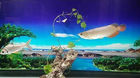 Cá rồng đẹp 4. thiên đường cá cảnh