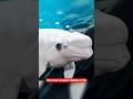 The Most Friendly Whale in the Ocean! | Beluga Whale #shorts #facts