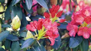 Рододендрон цветёт Весной | Футажи красивая природа [4K]
