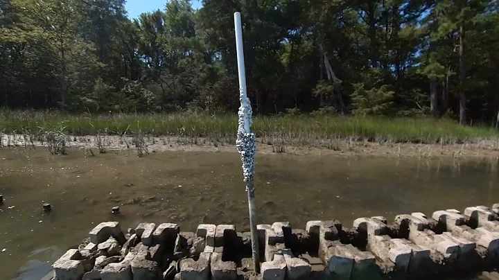 Craddock Creek Living Shoreline with Oyster Castle...