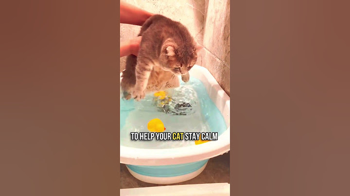 🛁How to Bathe Your Cat in 5 Simple Steps