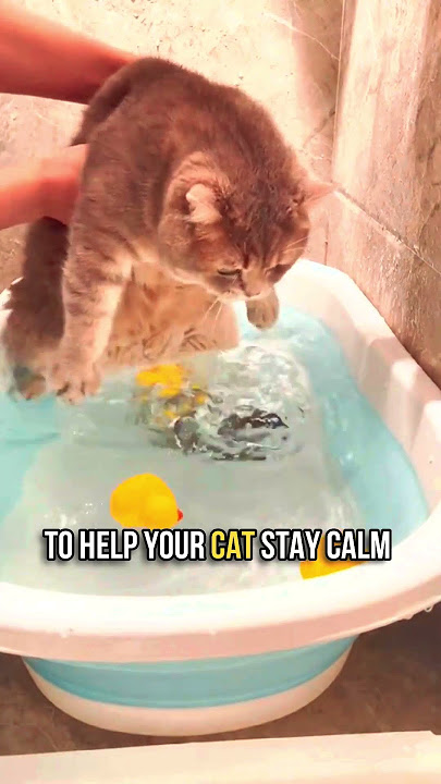 🛁How to Bathe Your Cat in 5 Simple Steps